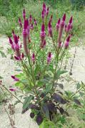 Celosia 
